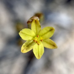Bulbine semibarbata