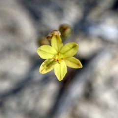 Bulbine semibarbata