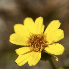 Senecio spanomerus