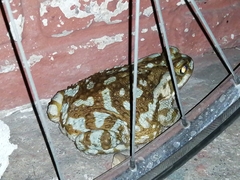 Rhinella arenarum