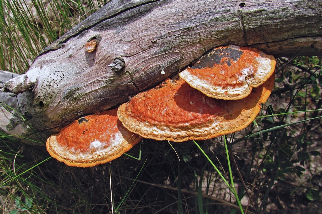 Trametes sanguinea · November 2011 · photo: © hhulsberg (iNaturalist, cc-by)