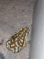 Rhinella arenarum