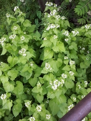 Alliaria petiolata