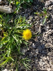 Taraxacum