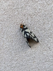 Hemileuca hera magnifica