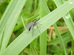 Plagioneurus univittatus