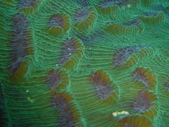 Mycedium elephantotus