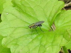 Plagioneurus univittatus
