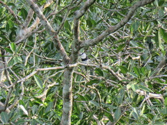 Notharchus hyperrhynchus image