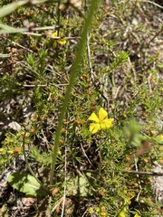 Hibbertia prostrata
