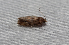 Lobesia physophora