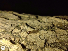 Formicidae