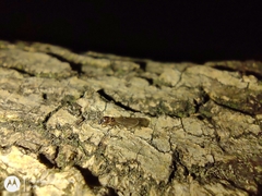 Formicidae