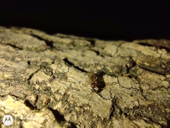Formicidae