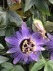 Passiflora amethystina × caerulea