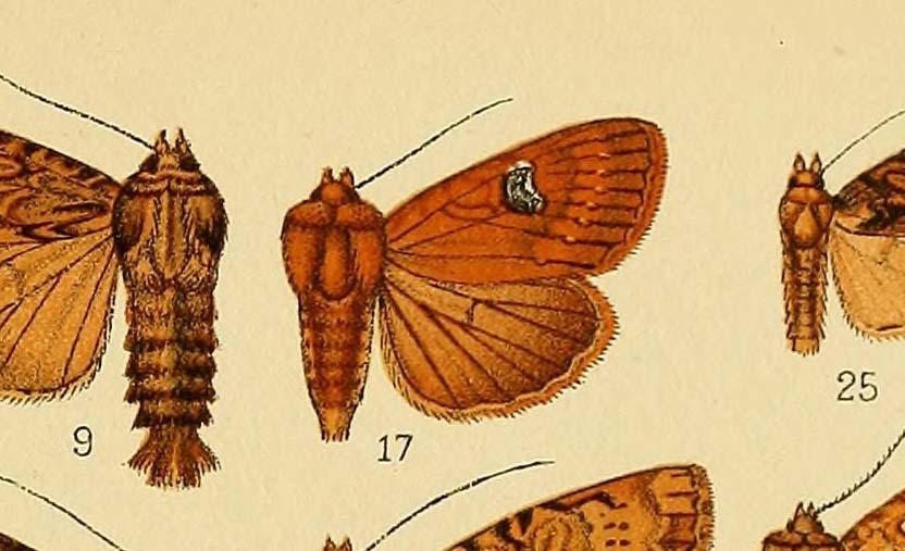Apamea purpurina