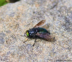 Sarconesiopsis magellanica