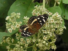 Anthanassa argentea