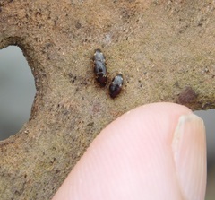 Cryptarcha nitidissima