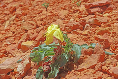 Oenothera howardii