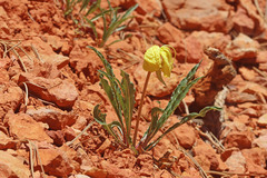 Oenothera howardii