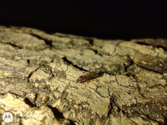 Formicidae