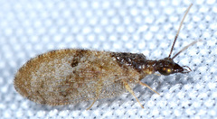 Sympherobius barberi