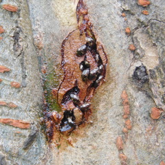 Cryptarcha nitidissima