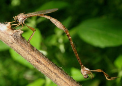 Leptogaster flavipes