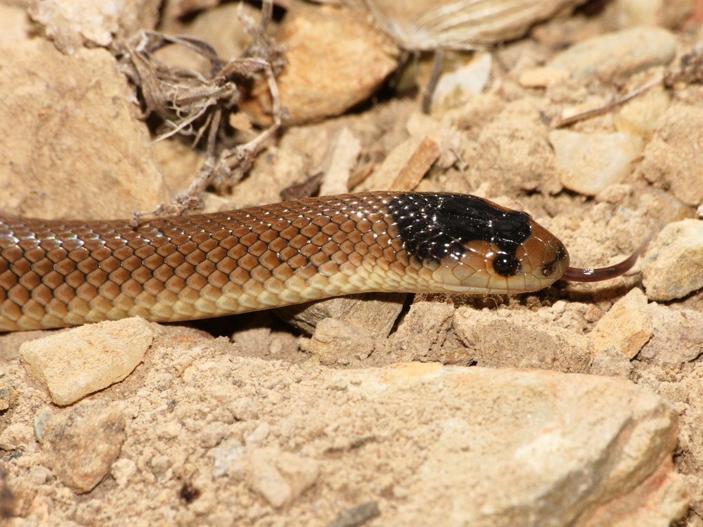 Little Whip Snake