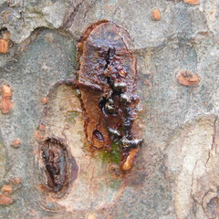 Cryptarcha nitidissima