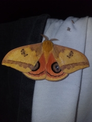 Automeris jucunda