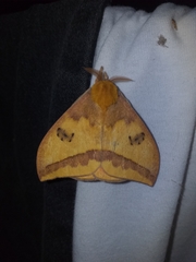 Automeris jucunda