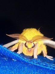 Automeris jucunda