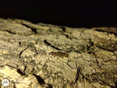 Formicidae