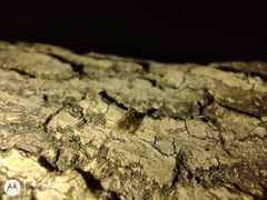 Formicidae