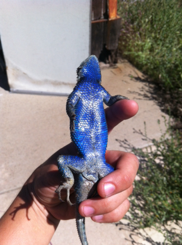 Granite Spiny Lizard