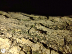 Formicidae