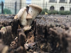 Fungi