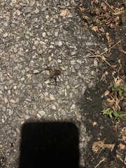 Tachycines asynamorus