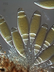Bactridium ellisii