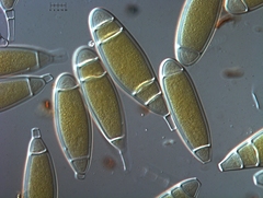 Bactridium ellisii