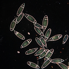 Bactridium ellisii