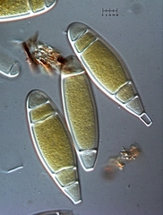 Bactridium ellisii
