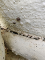 Harmochirus
