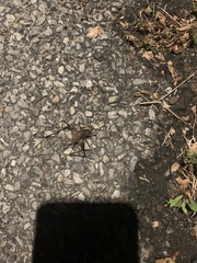 Tachycines asynamorus