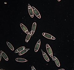Bactridium ellisii