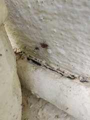 Harmochirus