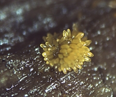 Bactridium ellisii