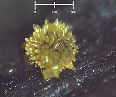 Bactridium ellisii